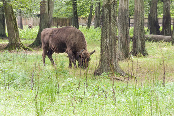 Bialowieski National Park - Poland. Aurochs head. © Doin Oakenhelm