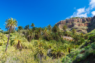 Fototapeta na wymiar Tropical mountain landscape of La Gomera island, Spain