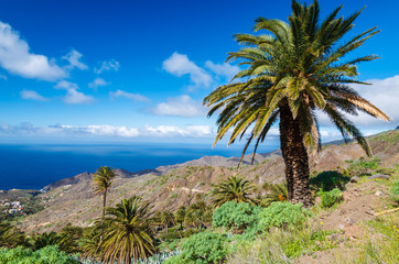 Palm trees in tropical mountain landscape of La Gomera island