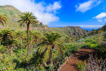 Fototapeta na wymiar Palm trees in mountain valley, La Gomera, Canary Islands