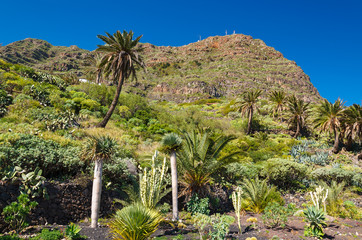 Palm trees in mountain valley, Hermigua, La Gomera island