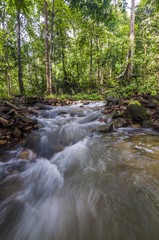 Obraz premium Forest River