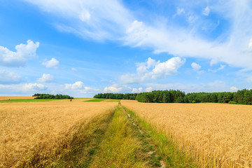 Countryside road in wheat field on sunny summer day, Poland