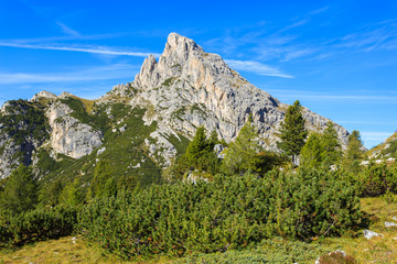 Pine trees near Falzarego Pass in the Dolomites Mountains, Italy
