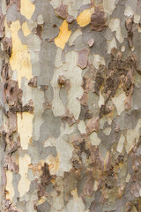 Bark texture tree trunk
