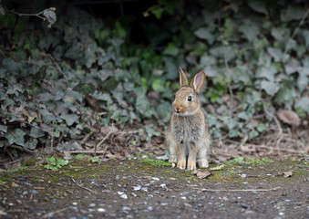 Rabbit