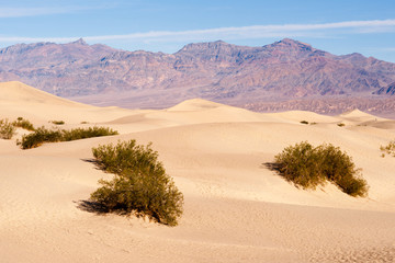 Fototapeta na wymiar Sand Dunes Death Valley Desert Mesquite Flat Grapevine Mountains