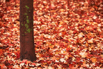 Obraz premium Trunk and maple leaves