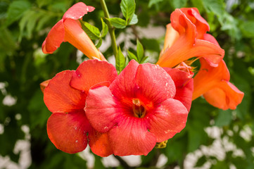 Campsis radicans or trumpet vine