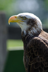 Obraz premium AGUILA