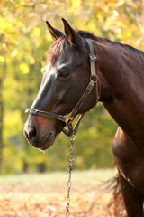 Obraz premium Beautiful brown horse in pasture