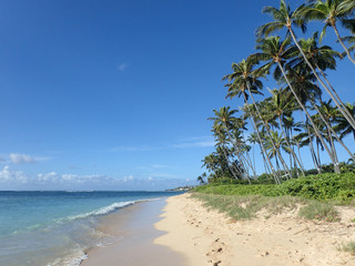 Coconut Trees line Kahala Beach