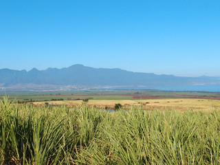 Maui Landscape view of sugarcane crops, mountains, coast, and oc