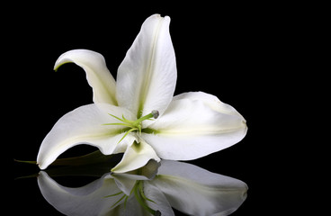 Beautiful lily isolated on black