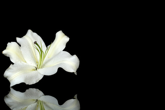 Fototapeta Beautiful lily isolated on black