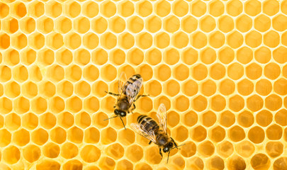 Working bees