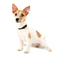 Funny little dog Jack Russell terrier, isolated on white