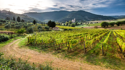 Fototapeta na wymiar Beautiful sunset over a vineyard in Tuscany
