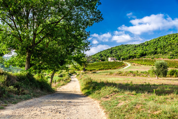 Fototapeta na wymiar Fields and vineyards in the countryside, Tuscany