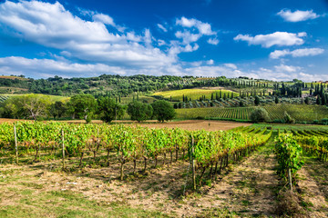 Fototapeta na wymiar Plantation of vines near Montalcino in Tuscany