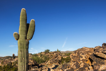 Cactus Arizona Desert