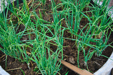 Onion Growing plant