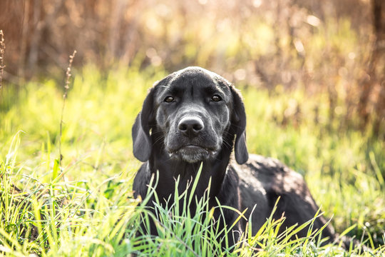Black labrador retriever  puppy in green grass