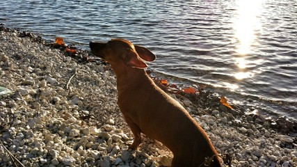 Lake dog