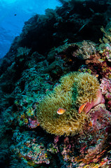 Fototapeta na wymiar Anemone, clownfish, soft coral in Banda, Indonesia underwater