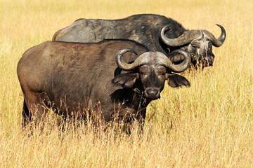 Cape Buffalo on the Masai Mara in Africa