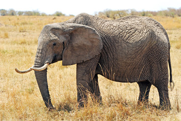 Elephant on the Masai Mara in Africa
