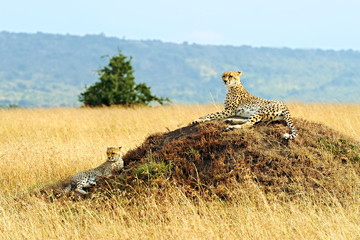 Cheetahs on the Masai Mara in Africa