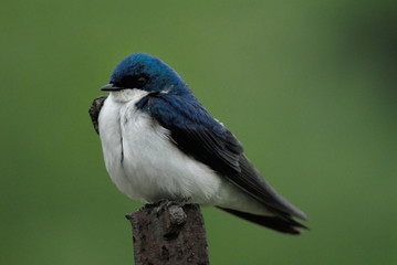 Tree Swallow, Tachycineta bicolor, perched