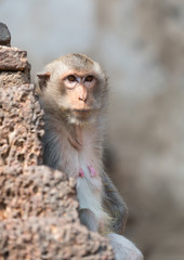 old monkey looking for her son
