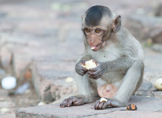 cute small monkey eat banana