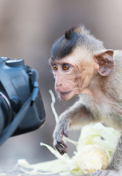 Cute Child Monkey Looking Camera