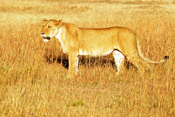 Lion on the Masai Mara in Africa