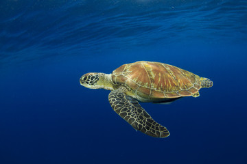 Fototapeta premium Green Sea Turtle (Chelonia mydas)