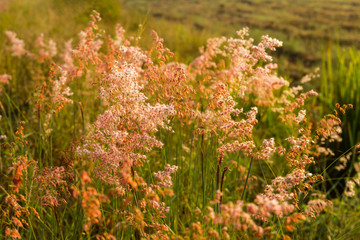 Backdrop backlit  beauty of natal grass, melinis repens, Zizka.