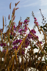 Lagerstroemia beautiful purple color, which is the point in sky.