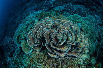 Cabbage coral in Banda, Indonesia underwater photo