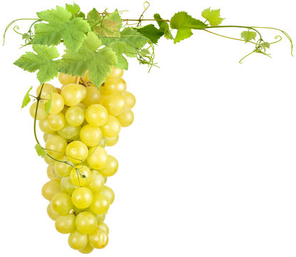 grappe de raisins blancs et feuilles de vigne