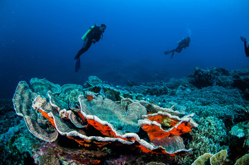 Naklejka na ściany i meble Diver, cabbage coral in Banda, Indonesia underwater photo