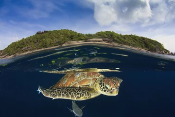 Papier Peint photo Tortue Green Sea Turtle and tropical paradise island
