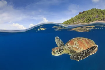Papier Peint photo autocollant Tortue Green Sea Turtle and tropical paradise island