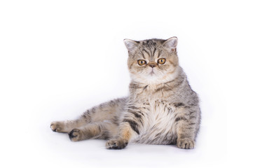cat on a colored background isolated