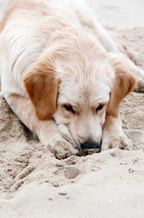 Puppy dug a hole in the sand