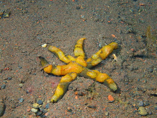 Starfish, Island Bali, Tulamben