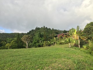 Fototapeta na wymiar mauritian landscape with diverse flora