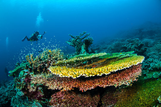 Diver, various hard coral reefs in Banda, Indonesia underwater